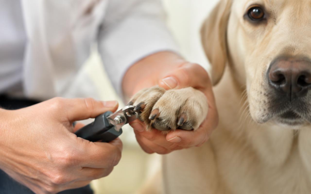 Hender som forsiktig klipper klørne på en rolig labrador